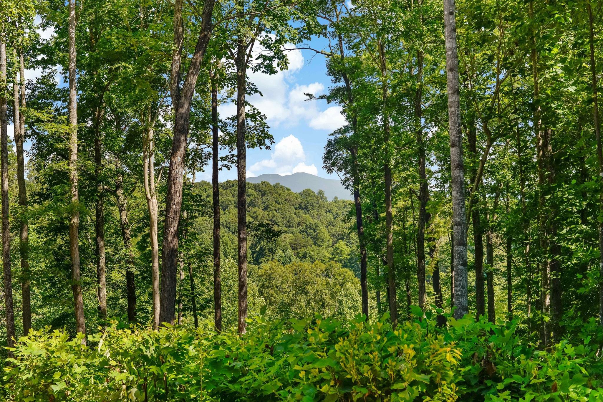 187 Forest Country Drive Marion NC 28752