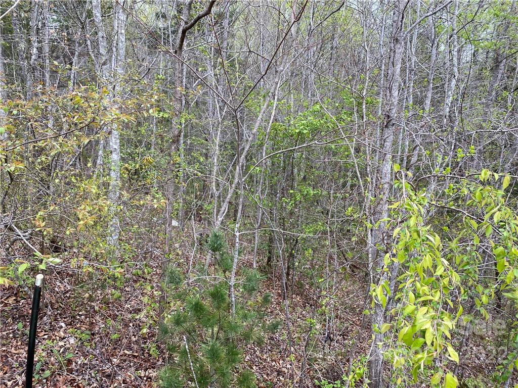12 Bayonne Trail Asheville NC 28804