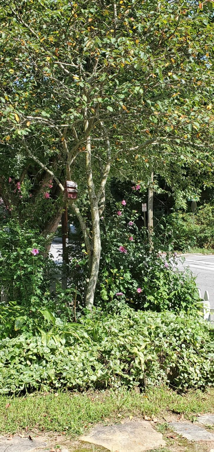334 Hillside Street Asheville NC 28801