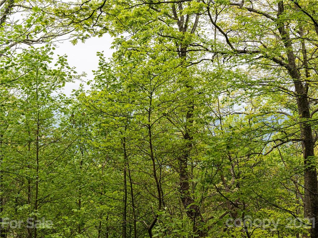 8 Big Level Drive Asheville NC 28804