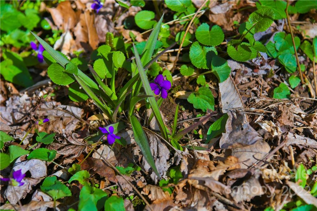 24 Poplar Forest Road Fairview NC 28730