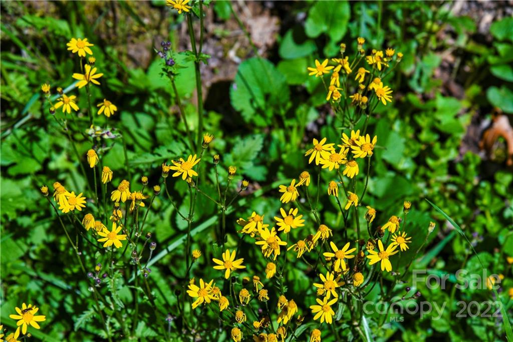 24 Poplar Forest Road Fairview NC 28730