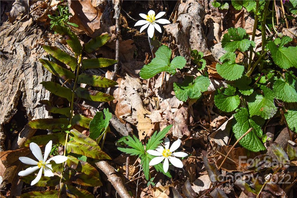 24 Poplar Forest Road Fairview NC 28730