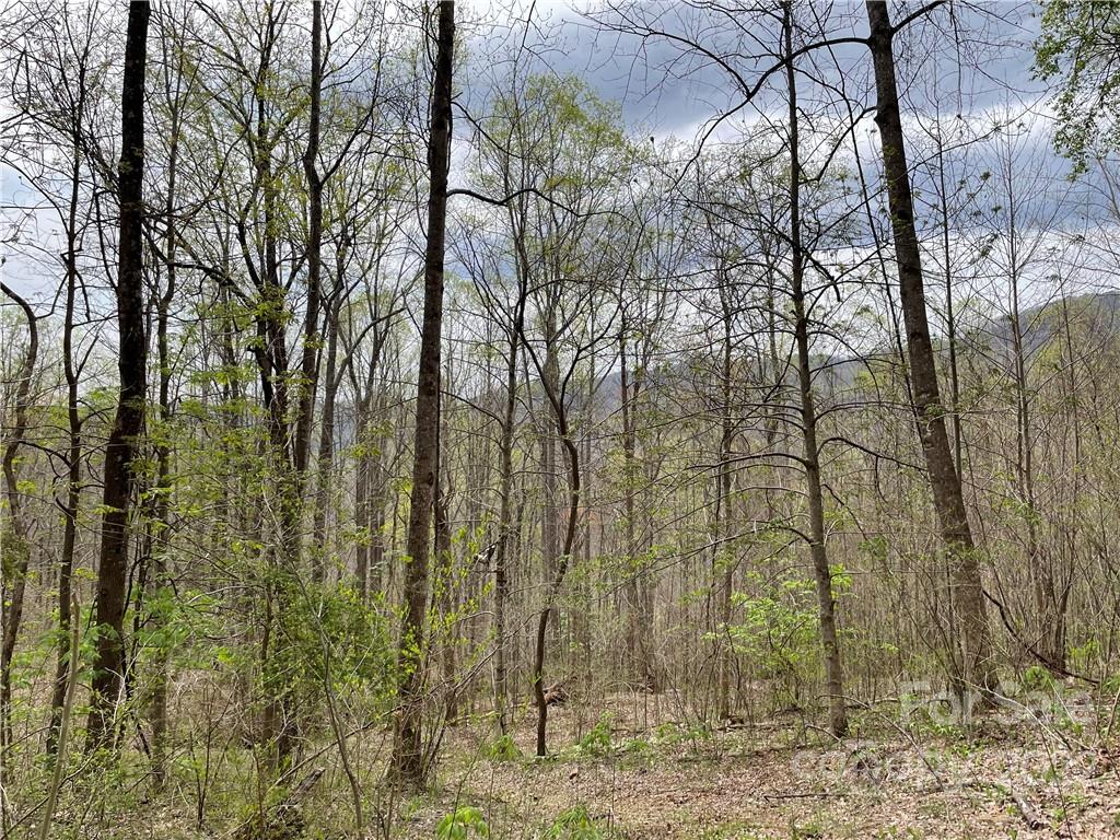 2020 Peppers Creek Road Marion NC 28752