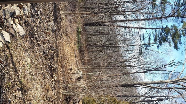 57 Cedar Mountain Road Asheville NC 28803